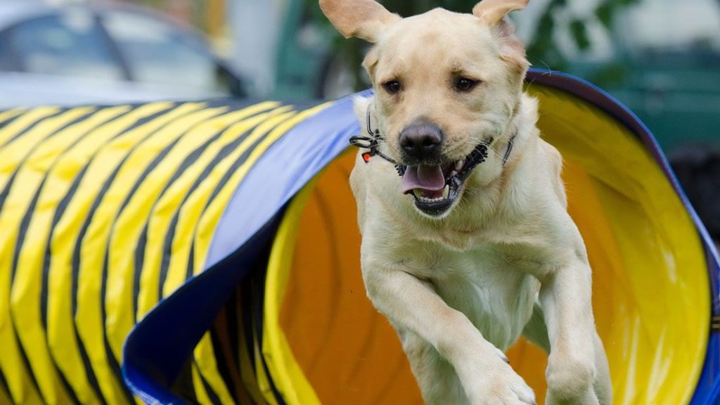 Labrador mit Agility Training ruhiger werden lassen