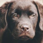 Wie viel kostet ein Labrador Welpe im Tierheim?